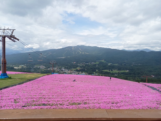 ひるがの高原夏