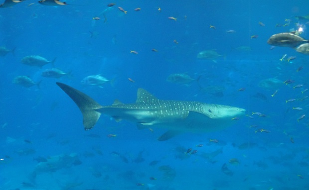 美ら海水族館