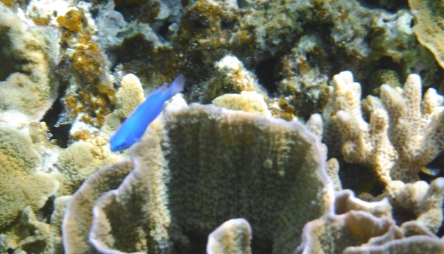 シュノーケリング　お魚