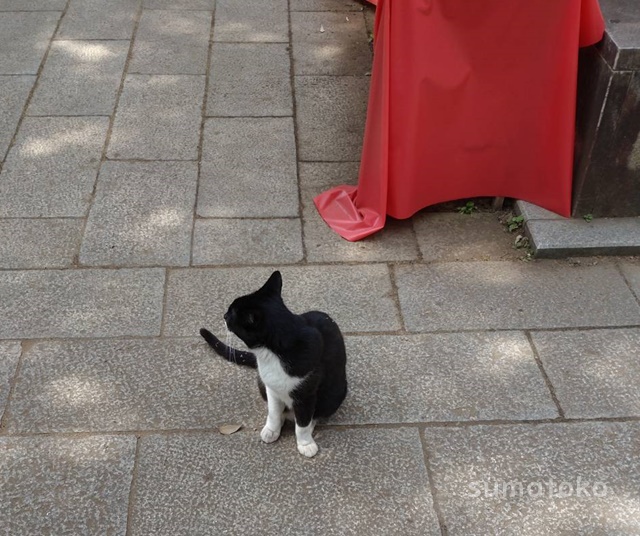 江の島　猫