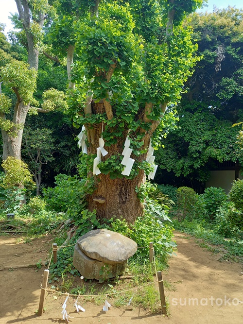 奥津宮　ご神木　亀石